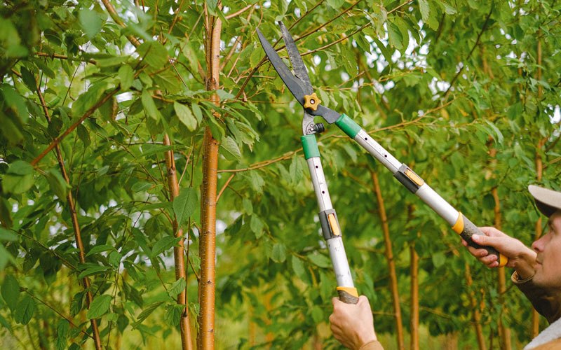 Tree trimming in Dickinson, ND