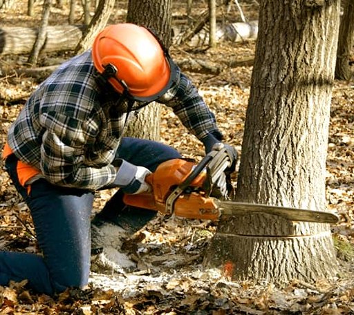 Tree Removal in Dickinson, ND